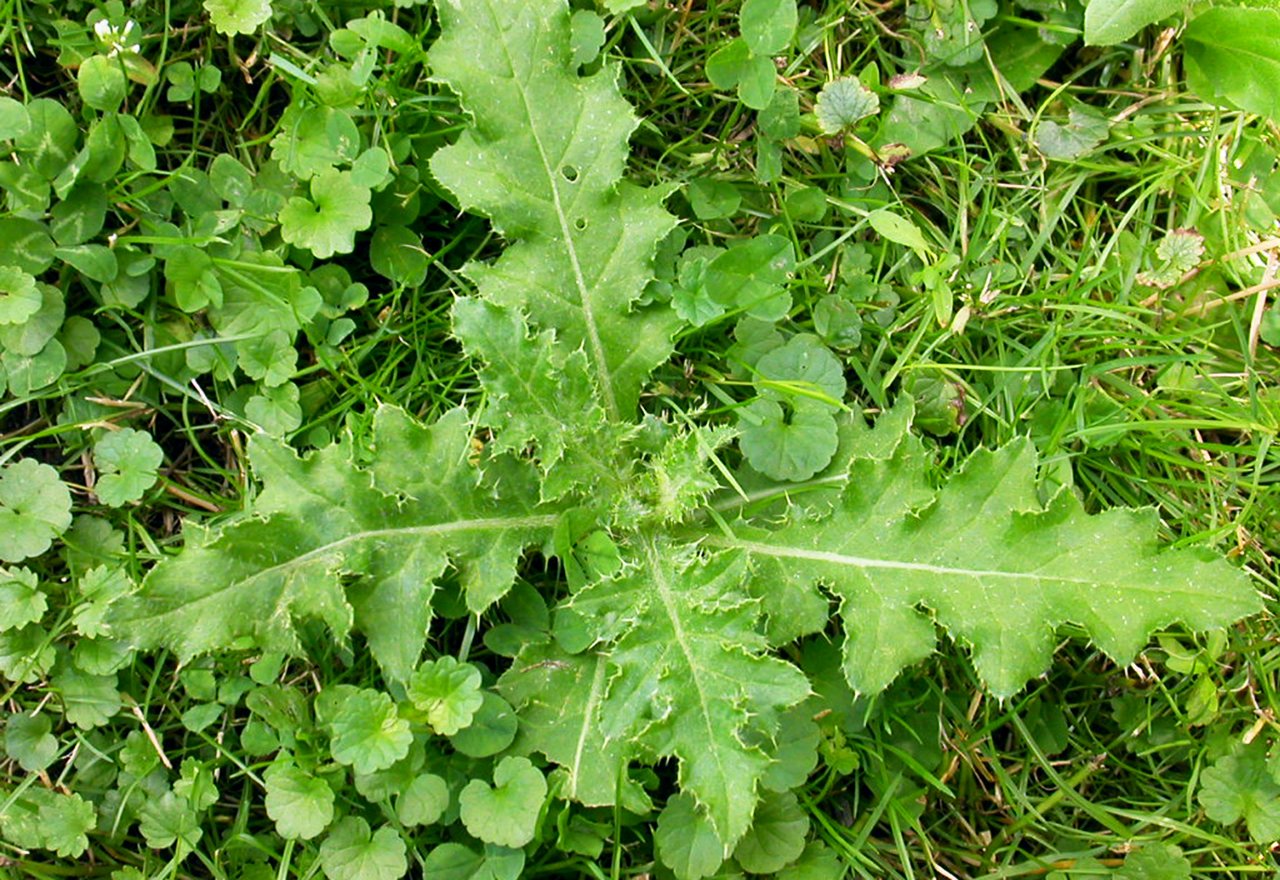 How To Kill Thistles Organically Without Chemicals